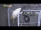 [Haha Land 2] 하하랜드2 - A parrot that escapes the cage by itself 20180131