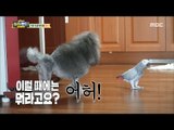 [Haha Land 2] 하하랜드2 - The parrot orders the dog 20180131
