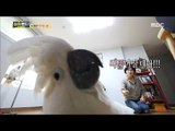 [Haha Land 2] 하하랜드2 - The parrot is angry and rebellious 20180131