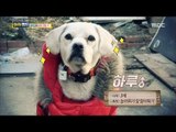 [Haha Land] 하하랜드 - A dog in the alley 20171220