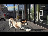 [Haha Land] 하하랜드 - A dog eating 20171220