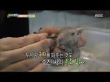 [Haha Land] 하하랜드 - Take care of injured pets 20180117