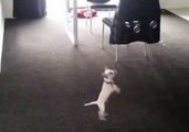 Cheerful Chihuahua Loves Bubbles