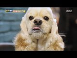 [Haha Land] 하하랜드 - Classy puppy 20171213