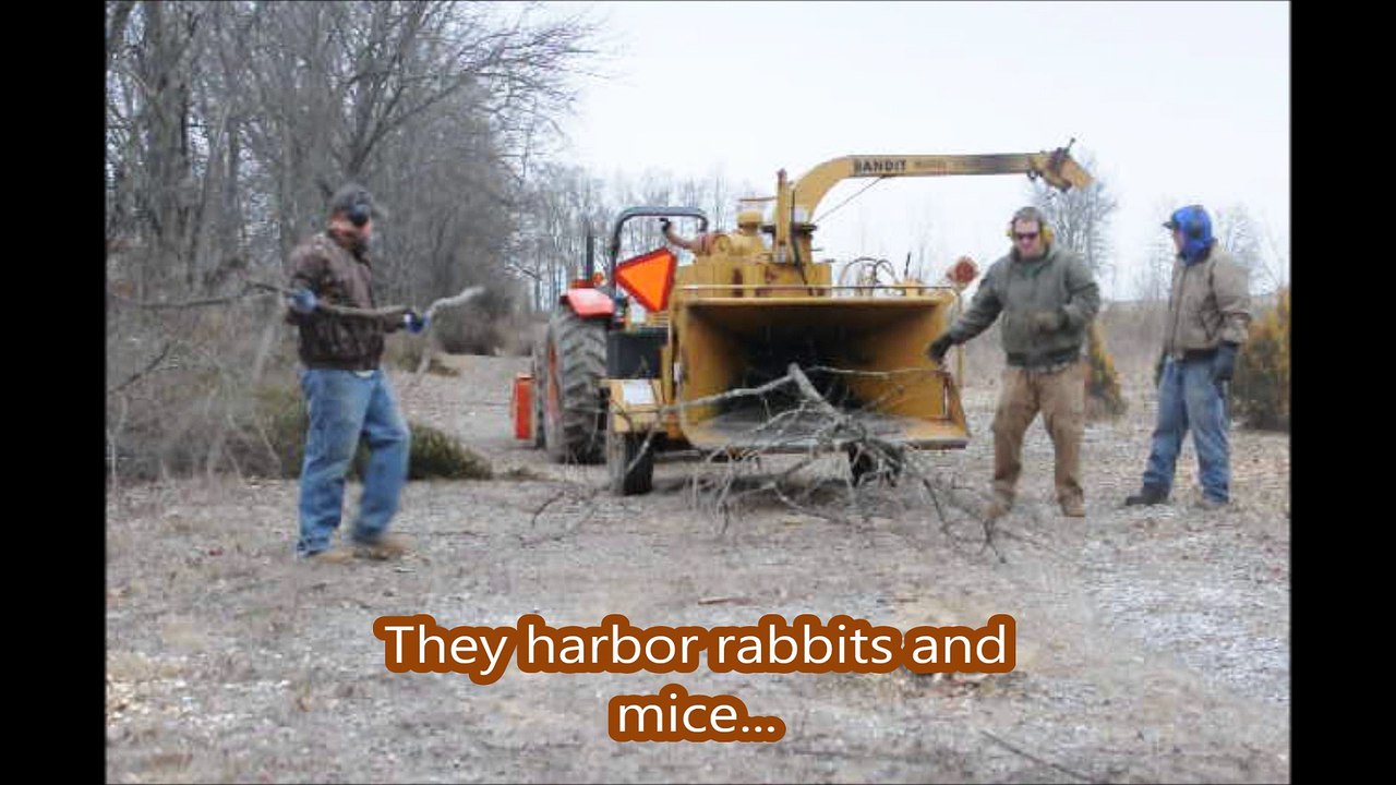 January and Febuary Work on a Tree Farm in Bucks County
