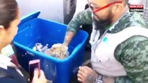 Un bébé tigre découvert par des douaniers dans un colis (Vidéo)