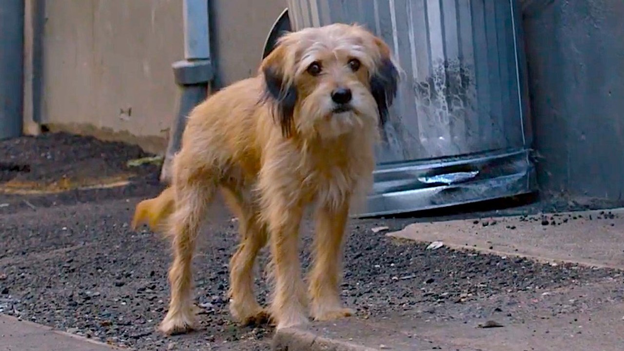 Benji on Netflix - Official Trailer - video Dailymotion