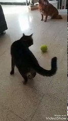 Hilarant : ce chat fait un truc très étrange avec sa balle de tennis