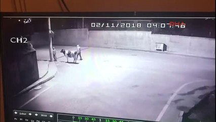 Şanlıurfa-İnek Hırsızlığı Kamerada