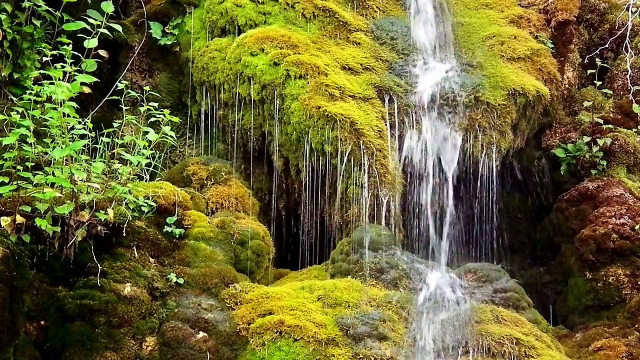 Big Cats & Wild Life - HD