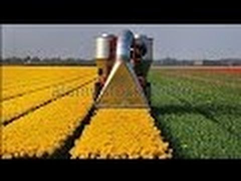 Amazing Harvesting Flower Tractor Machine - Best Modern Farming Tractor Machine - Primitive Machine