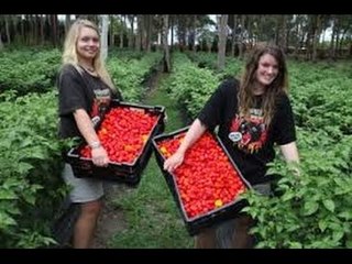 Amazing Kiwifruit Growers Factory Harvesting Products