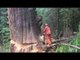 Amazing Special Cutting Big Tree Machines Intelligent Harvesters