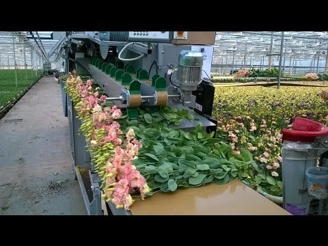 Amazing Latest Intelligent Agriculture Invention Modern Harvesting Flowers Machinery