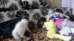 Kitten Confronts Mighty Plush Opponent