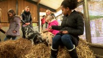 How about going trying your hand at petting piglets this half term?