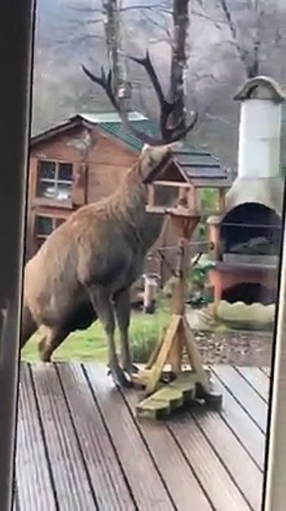 un cerf rend une petite visite dans un jardin