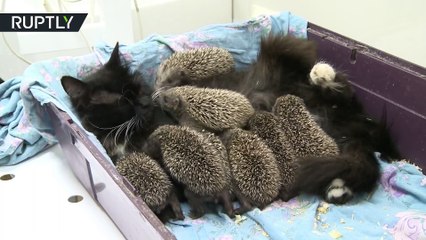 Cette chatte a adopté ces huit bébés... hérissons! Du jamais vu