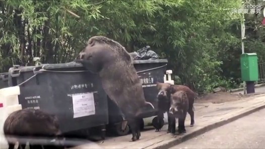 La taille de ce sanglier... IMPRESSIONNANT! Sanglier gÃ©ant vu Ã  Hong