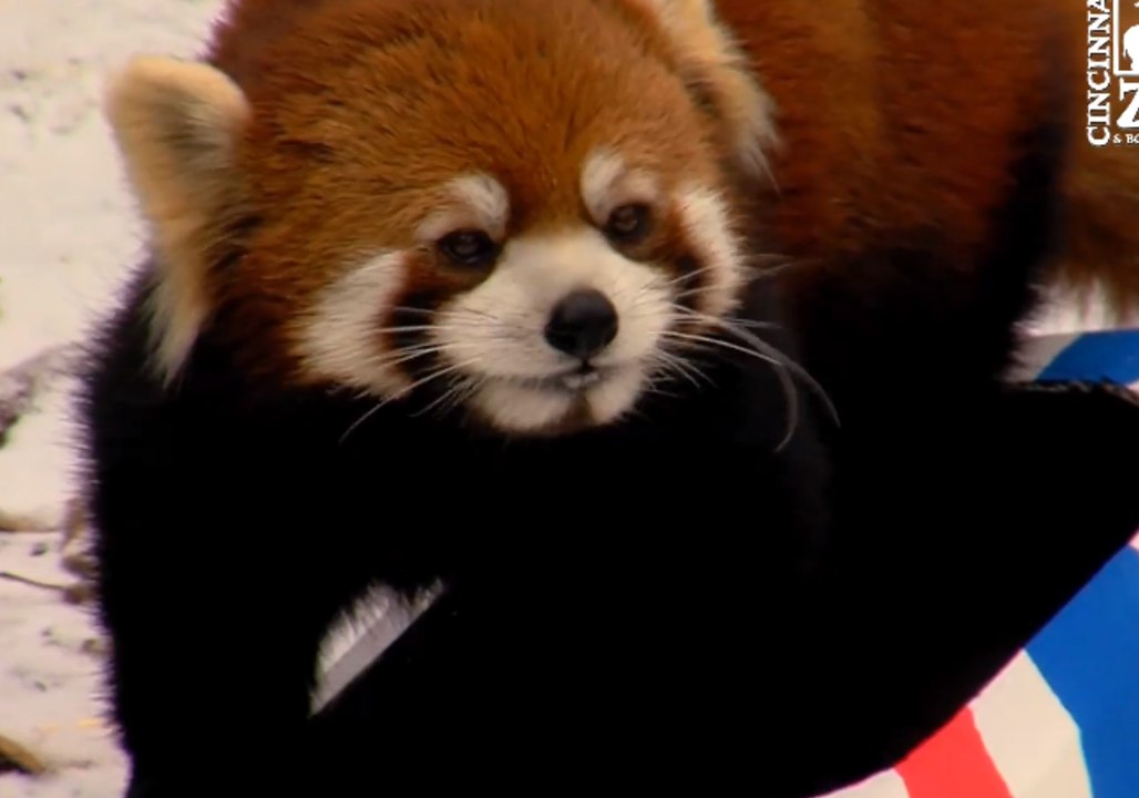 Red Pandas Get in the Olympic Spirit by Testing Out Bobsled