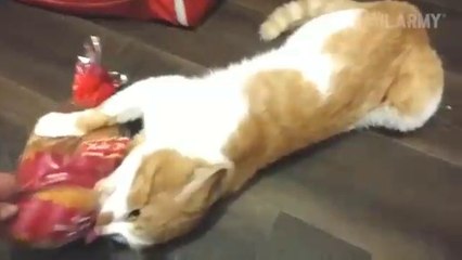 Hilarious Cat Fails  ||  Laugh Out Loud