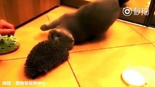 貓咪遇到了刺猬、突然覺得癢癢的 | 皇璽會娛樂城 www.9453club.com