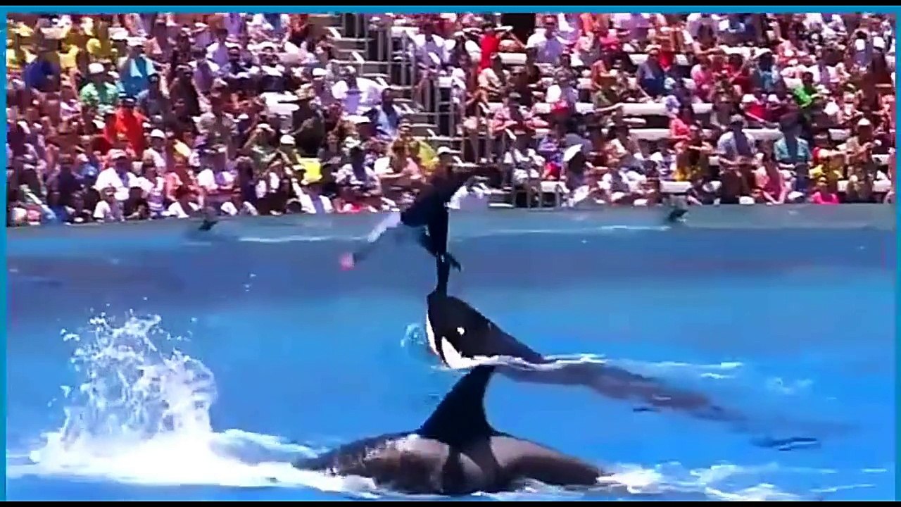 Awesome Dolphin  Show