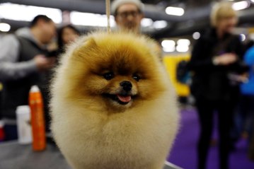 The Westminster Kennel Club Dog Show: All You Need to Know