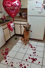 Quand ton chien te fait une surprise pour la Saint-Valentin