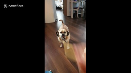 Cute dog catches fries in his mouth in quick succession