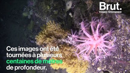 Dans les profondeurs de la mer de Weddell en Antarctique