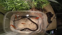 Ce serpent d'eau se régale en mangeant des poissons rouges