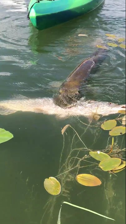 Un brochet qui emporte un autre brochet aussi gros que lui... Affamé le poisson