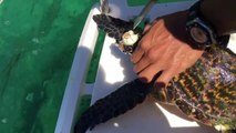 Cette pauvre tortue est couverte de bernacles. Ce pecheur tente de les lui retirer