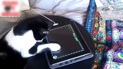 Los Videos De Gatos Mas Chistosos Jugando Con El pad  Para Morirse De La Risa