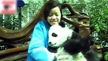 Los Videos De Risa De Animales Más Chistosos Del Mundo ¡PARA CAGARSE DE LA RISA