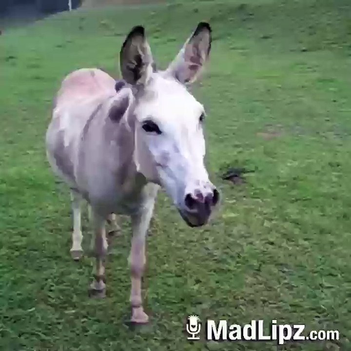 Donkey funny speak