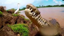 Up-close footage of a guide hand-feeding a 16-foot-long croc