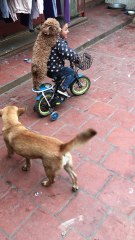 Bike-Riding Dog