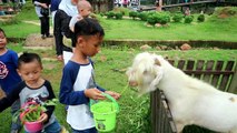 Anak Memberi Makan Kambing Gunung, Ayam, Kelinci, Burung Puyuh di D'Kandang