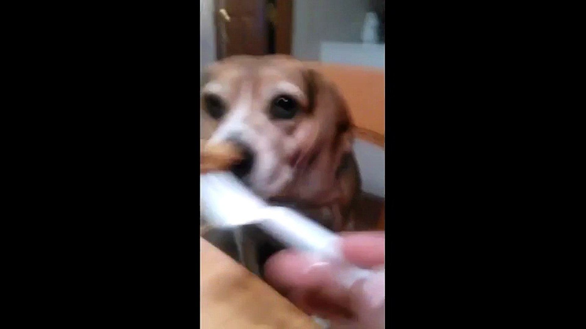 ⁣amazing video dog sit around table eating with a fork - People and blog - Deco
