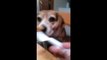 amazing video dog sit around table eating with a fork - People and blog - Deco