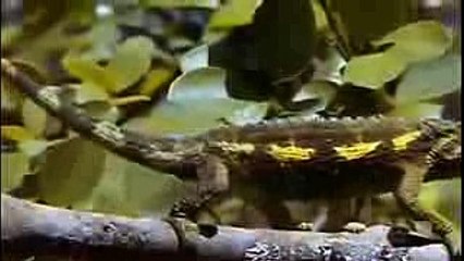 Animal Planet_ Reptiles that explore the world