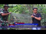 3 Ekor Satwa Dilepasliarkan ke Hutan di Aceh - NET 24