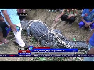 Ditangkapnya Buaya Betina Raksasa Oleh Warga - NET 24
