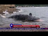 Bangkai Ikan Terdampar Di Barru Sulawesi Selatan - NET 10