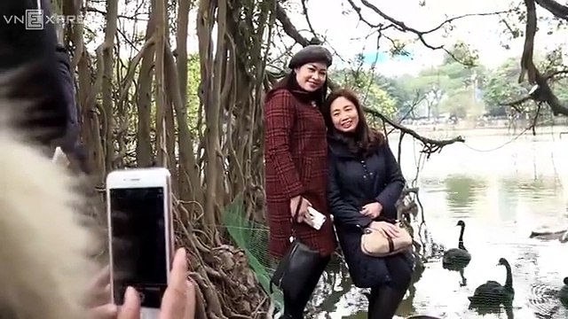 Thiên nga đang ở ngay giữa lòng Thủ đô rồi, nhưng có thể bạn vẫn chưa hiểu đầy đủ về loài chim này