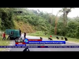Sekelompok Orang Mencuri Monyet Liar - NET24