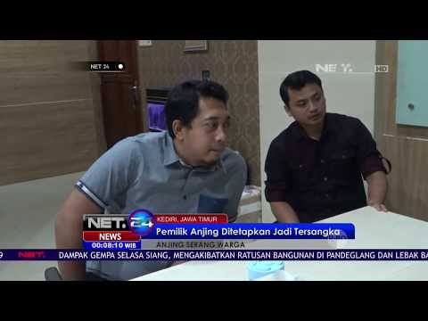 Pemilik Anjing Pitbull yang Tewaskan Warga Ditetapkan Sebagai Tersangka - NET24