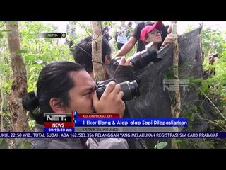 Di Lepasnya 1 Ekor Elang Dan Alap Alap Sapi Ke Alam Bebas - NET 24